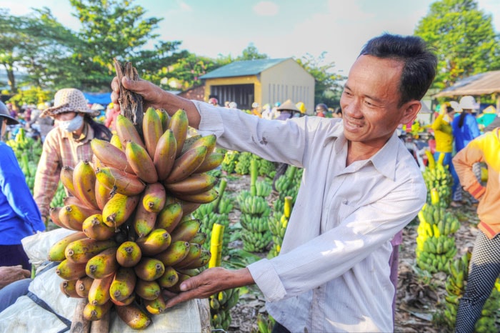 Chuối Ấn Độ được người dân Tiên Phước đem về trồng cũng có mặt trong phiên chợ.