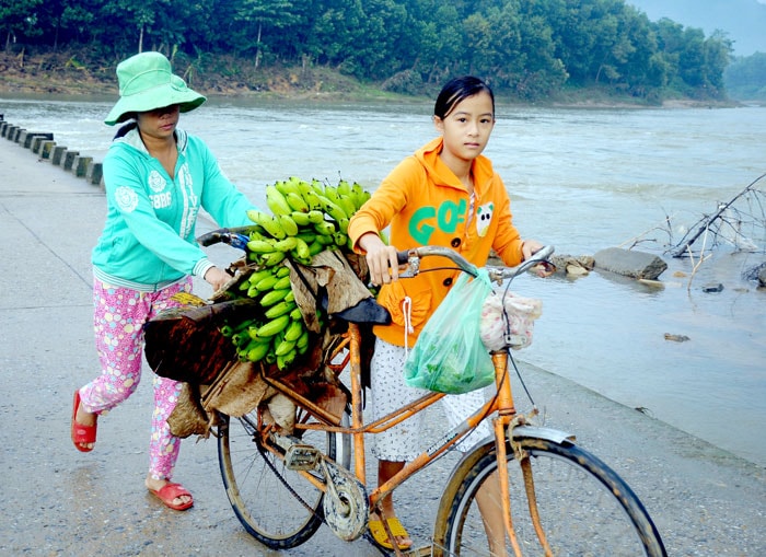  Vội vàng đưa chuối cho kịp phiên chợ.