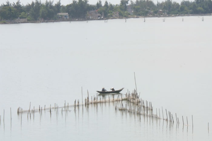 Trên phá Tam Giang, rất nhiều những dãy cọc, những hàng rào lưới giăng trên mặt nước trông giống như những “bức tranh thuỷ mặc”.