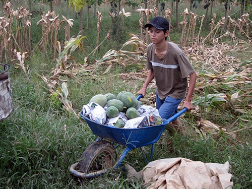 Cường giúp mẹ vận chuyển đu đủ.