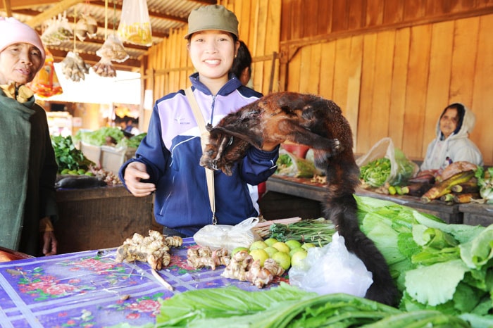  Chồn bay là loại thú có giá cao nhất.