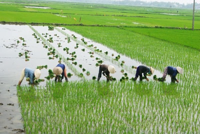 Người dân nông thôn rất cần vốn để phát triển sản xuất, mua sắm thiết bị, cơ giới hóa nông nghiệp.                  Ảnh: T. Dũng