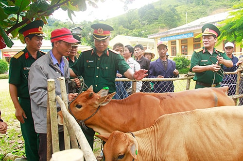 Cần đổi mới tư duy, đổi mới cách làm trong việc tìm kiếm, phát triển sinh kế cho đồng bào miền núi.  Trong ảnh: Hỗ trợ bò nuôi theo nhóm hộ ở Tây Giang.