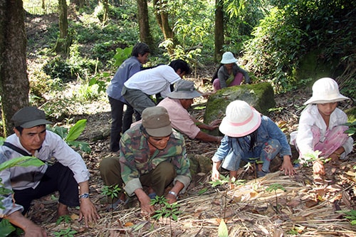 Người dân ở Trà Linh (Nam Trà My) trồng sâm Ngọc Linh. Ảnh: B.H