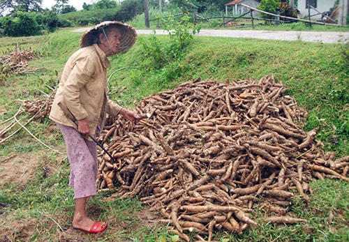 Sắn được người dân nhổ chất đống nhưng chưa bán được.