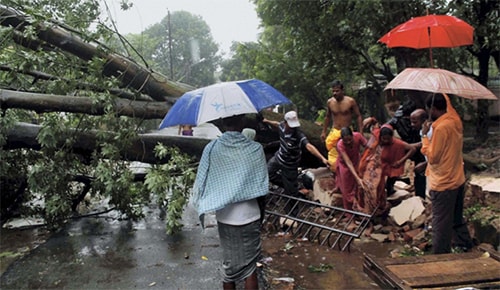 Cây cổ thụ tại bang Odisha trốc gốc do siêu bão Phailin.