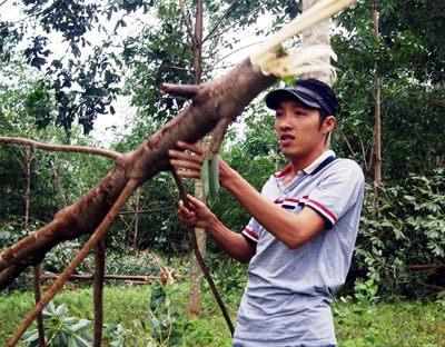 Hàng loạt diện tích cao su tiểu điền của người dân Hiệp Đức bị gãy ngang thân. Ảnh: VĂN SỰ