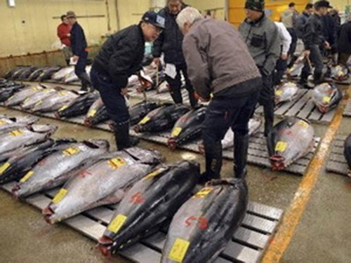 Cá ngừ tại chợ cá Tsukiji của Nhật.                                                                (Nguồn: AFP/TTXVN)