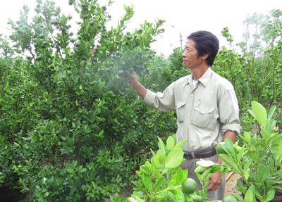Vườn quật trĩu trái của ông Bùi Quang Trung được trồng trong giá thể tạo nên từ nguồn rác hữu cơ phối trộn với đất cát. Ảnh: B.L