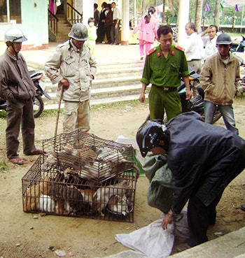 Một vụ vận chuyển động vật hoang dã bị cơ quan chức năng bắt giữ. Ảnh: T.H