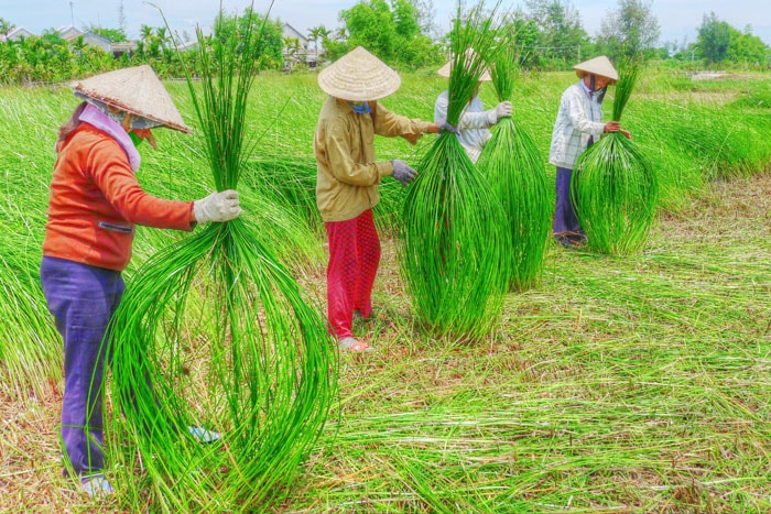 Thu hoạch cói.