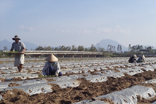 Gia đình ông Phạm Thành tranh thủ xuống giống khổ qua cho kịp vụ đông.