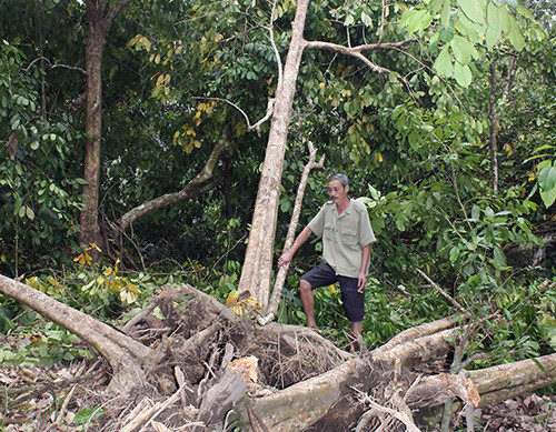 Nhiều hộ dân ở Tiên Phước có nguy cơ tái nghèo bởi diện tích vườn - rừng bị thiệt hại nặng do bão số 11.Ảnh: D.LỆ