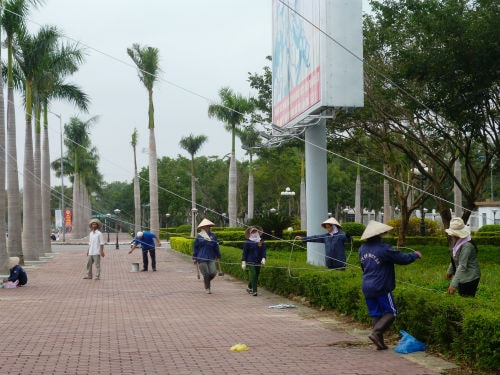 Công nhân Công ty TNHH một thành viên Môi trường - đô thị Quảng Nam dùng dây thép neo cây xanh trên đường Hùng Vương.