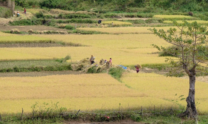 Cánh đồng của người Giẻ Triêng.