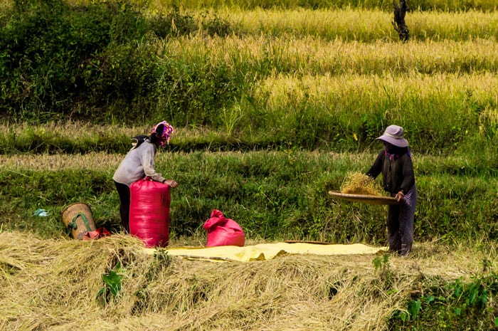 Dùng nong và nia để chọn hạt lúa chắc mang về.