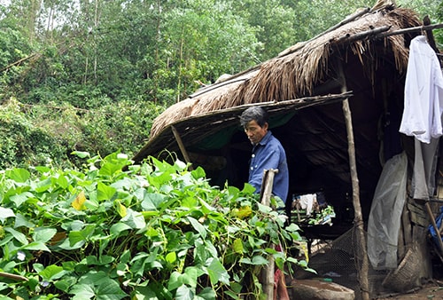 Ông Trần Văn Kim (thôn 3, xã Quế Ninh) ở chòi tránh lũ của mình. Ảnh: Đoan Anh