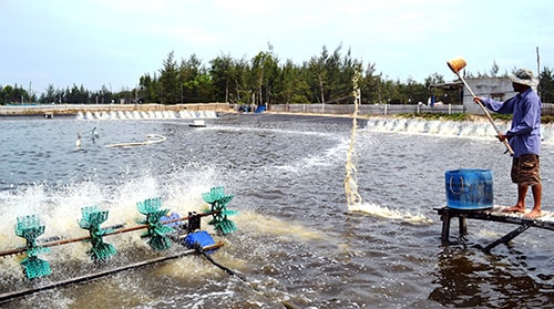 “Đánh” thuốc vào ao nuôi. Ảnh: Q.VIỆT