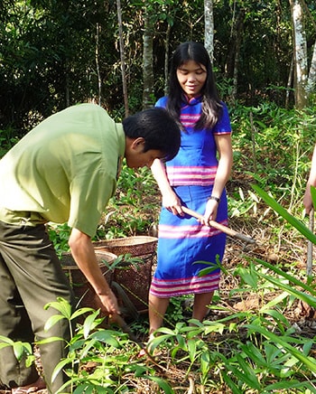 Cán bộ kiểm lâm hướng dẫn đồng bào vùng cao trồng lâm sản phụ trong rừng.