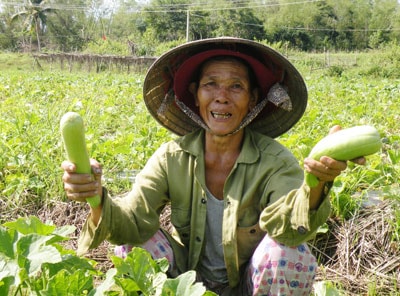 Vụ này, bà Lê Thị Tiến ở thôn Thanh Ly 2 (Bình Nguyên, Thăng Bình) thu về 13 triệu đồng tiền lãi từ việc canh tác 1,5 sào dưa gang trên đất lúa.