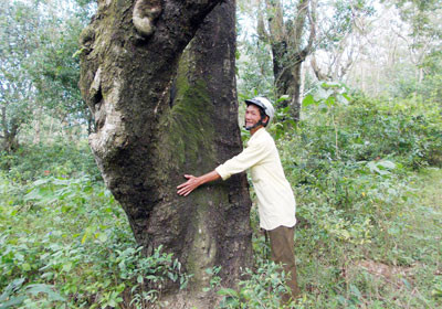 Trong khu rừng muồng Hà Nha, nhiều cây cổ thụ có đường kính rất lớn.Ảnh: TIỂU AN