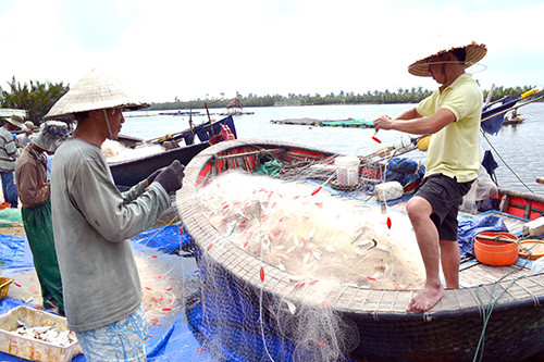 Thành viên đội lưới cản thúng An Bàng - An Tân thu hoạch sau đợt thả lưới cuối cùng của chuyến biển.Ảnh: Q.VIỆT