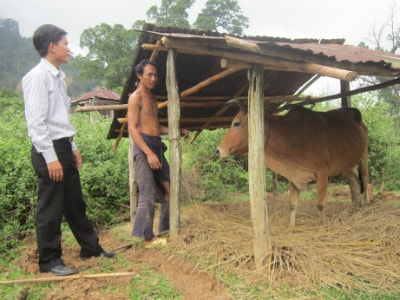 Phương án cách ly, tiêu độc cho vật nuôi nhanh chóng được triển khai. 