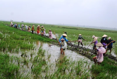 Nông dân thôn An Lạc (xã Duy Thành, huyện Duy Xuyên) ra quân dồn điền đổi thửa. Ảnh: V.S