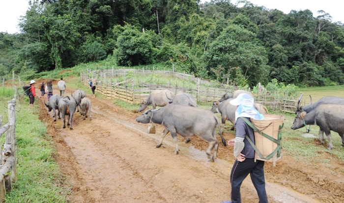 Gùi gạo về bản.