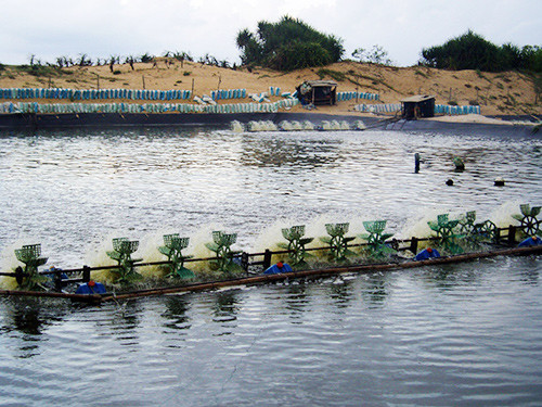 Ở xã Bình Hải (Thăng Bình), người dân lén lút phá rừng dương đào ao thả nuôi tôm sát biển.
