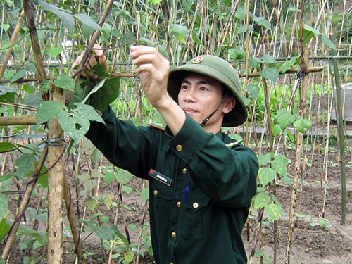 Trung úy Nguyễn Văn Oai chăm sóc vườn tăng gia của đơn vị.Ảnh: THÁI ĐÌNH