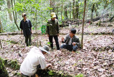 Người dân được tạo điều kiện trồng cây có giá trị kinh tế dưới tán rừng tự nhiên.  TRONG ẢNH: Người dân xã Trà Linh, huyện Nam Trà My được hướng dẫn kỹ thuật trồng sâm.                                                         Ảnh: HỮU PHÚC