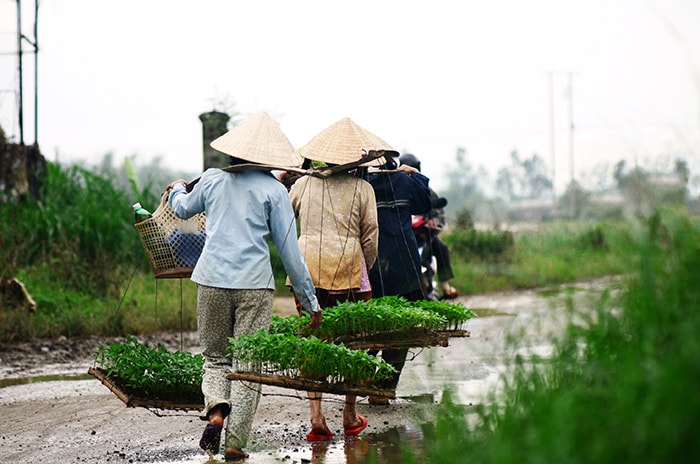 Vận chuyển các loại giống hoa màu ra đồng.