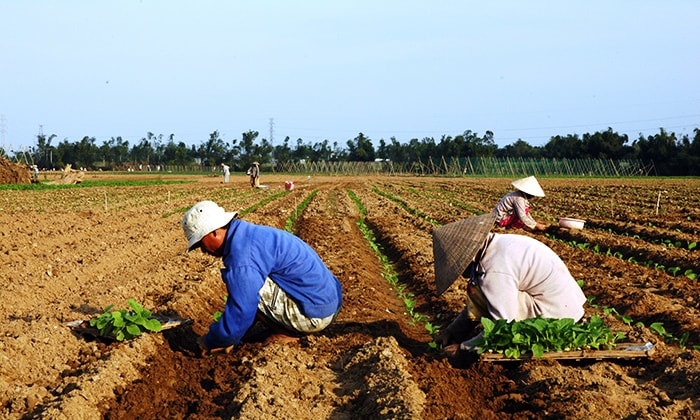 Trồng cây thuốc lá.