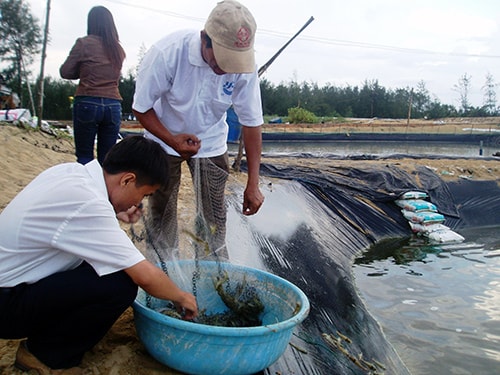 Phong trào nuôi tôm thẻ chân trắng bùng phát.  Ảnh: HỮU PHÚC