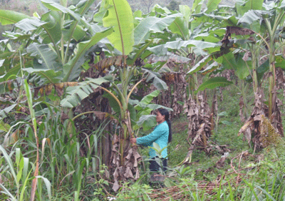 Chị Hốih Đum đang chăm sóc vườn chuối nhà mình tại thôn Arầng 1.                                                              Ảnh: H.YÊN