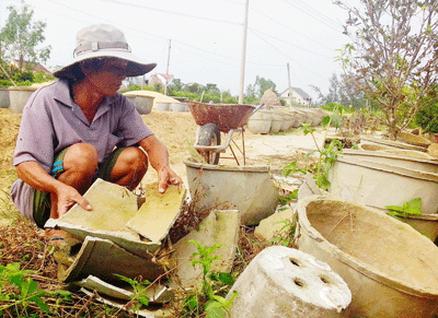 Hàng trăm chậu quất của gia đình ông Lê Huế (Cẩm Hà, Hội An) bị vỡ do bão. Ảnh: N.KHÔI