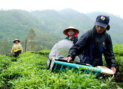 Công nhân Công ty TNHH một thành viên Nông lâm nghiệp Quyết Thắng thu hoạch chè tại xã Ba, huyện Đông Giang.Ảnh: ĐOÀN ĐẠO