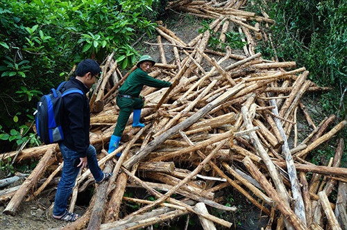 Ngày 14.12, BĐBP tỉnh phát hiện một số người dân thôn 3 (xã Tam Lộc) khai thác gỗ trái phép tại tiểu khu 579 thuộc Dự án 661. Ảnh:  VĂN HÀO
