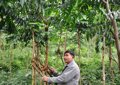 Anh Nguyễn Đình Hoa bên rừng lim hơn 3 năm tuổi trong vườn.