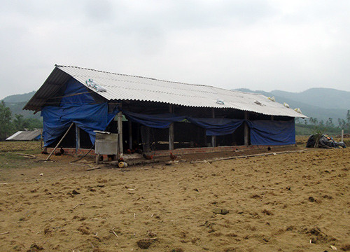 Việc lập gia trại tại cánh đồng thôn 2 (xã Tam Lộc) tiềm ẩn nguy cơ dịch bệnh cao.