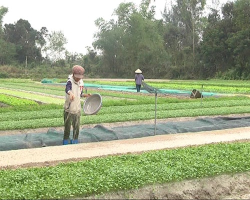 Người dân Mỹ Hưng xuống giống rau chuẩn bị cho thị trường tết.                                                     Ảnh: Tân Biên