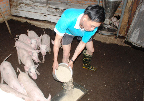 Mô hình chăn nuôi heo trên nền đệm lót sinh học đang trở thành sinh kế bền vững cho người dân vùng nông thôn Hiệp Đức. Ảnh: Đ.ĐẠO