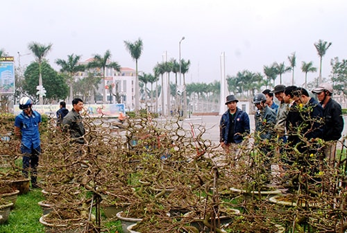 Người bán hoa tết tại Quảng Nam cảm thấy lo lắng về sức mua của khách hàng trong dịp tết này.