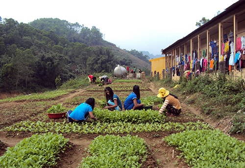 Các em học sinh nội trú chăm sóc vườn rau.