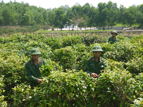 Chiến sĩ Tiểu đoàn 2 Trung đoàn 143 Sư đoàn 315 (Quân khu 5) thu hái trà xanh trồng tại đơn vị. Ảnh: N.D