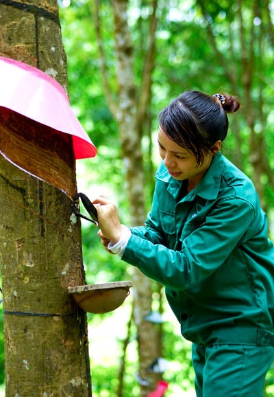 Khai thác mủ cao su. Ảnh: PHƯƠNG THẢO