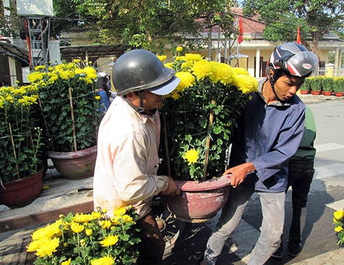 Nông dân Hội An chuẩn bị Hội hoa xuân tại đường Hoàng Diệu.