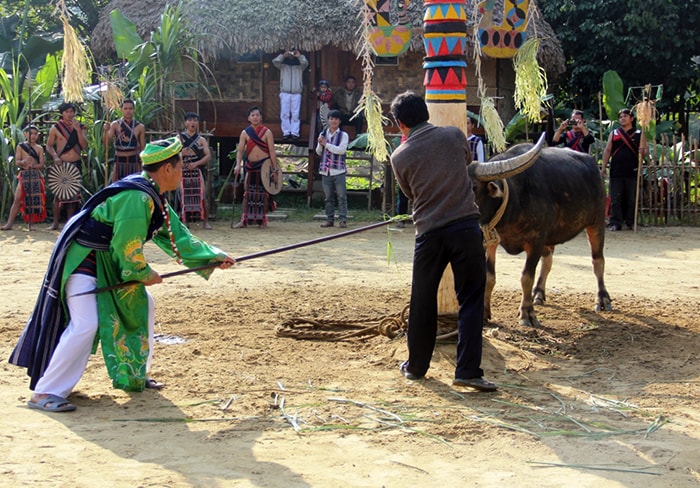  Sau đó, già làng dùng cây giáo chọi vào mũi con trâu, thực hiện nghi thức đâm trâu đầu tiên.