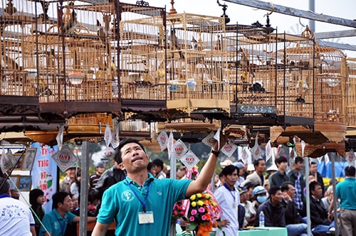 Các chú chim chào mào thi nhau khoe giọng.